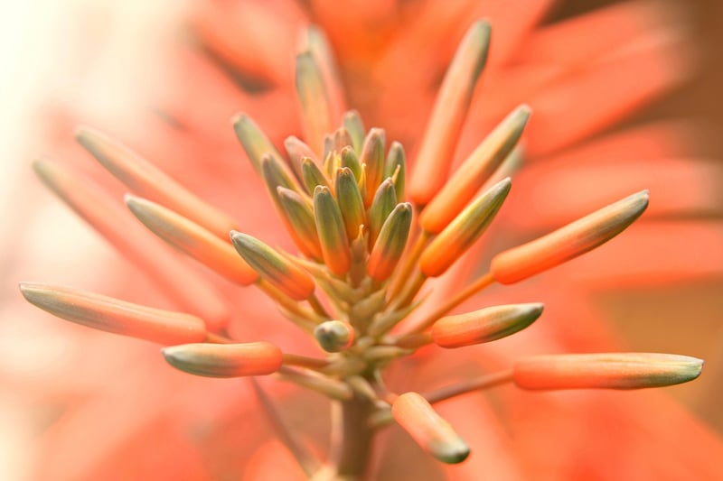 Fantasy Botanical Creations